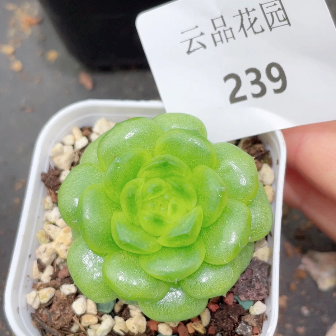 239号糖心冰心珍妮 灯泡珍妮