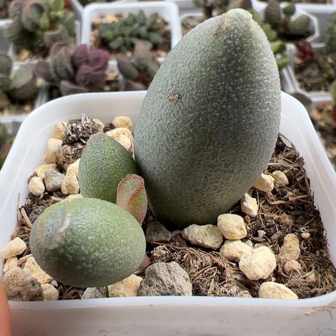 冰晶哈密瓜大苗多肉植物