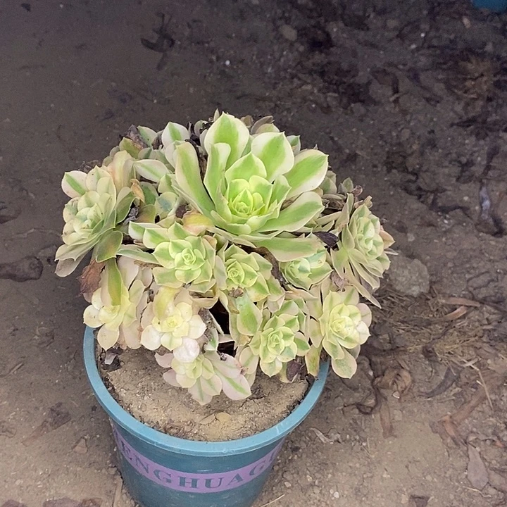 粉女巫多肉植物057