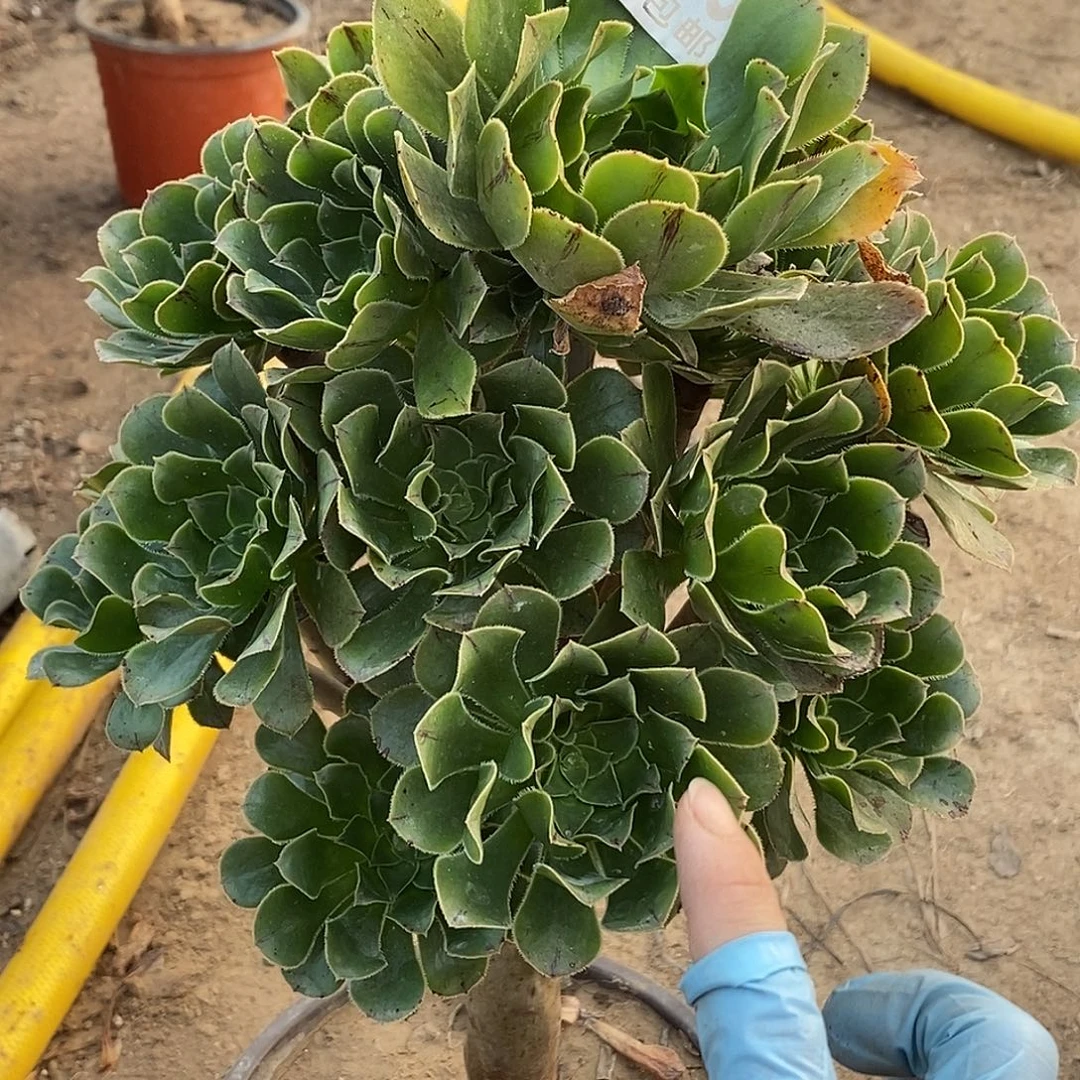 3 多肉植物不包断枝