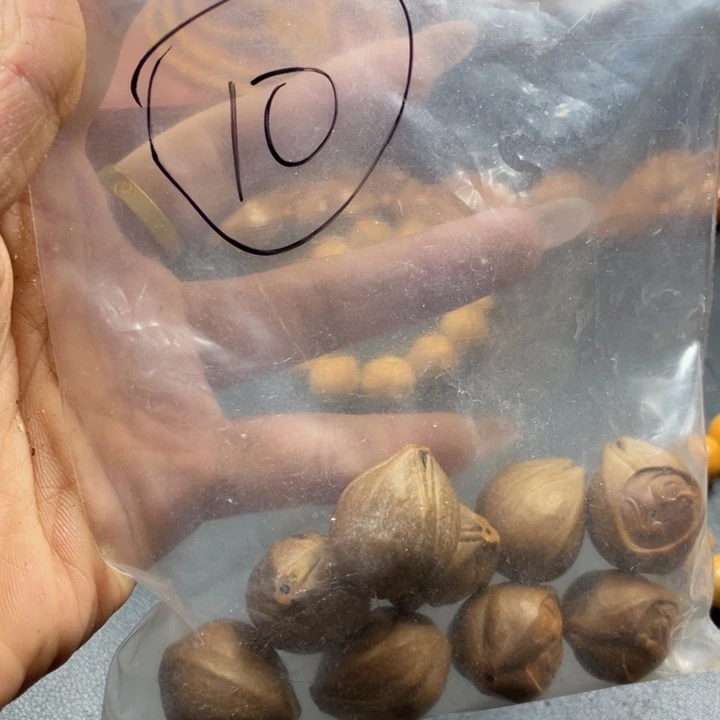 吊坠猴头核桃橄榄个