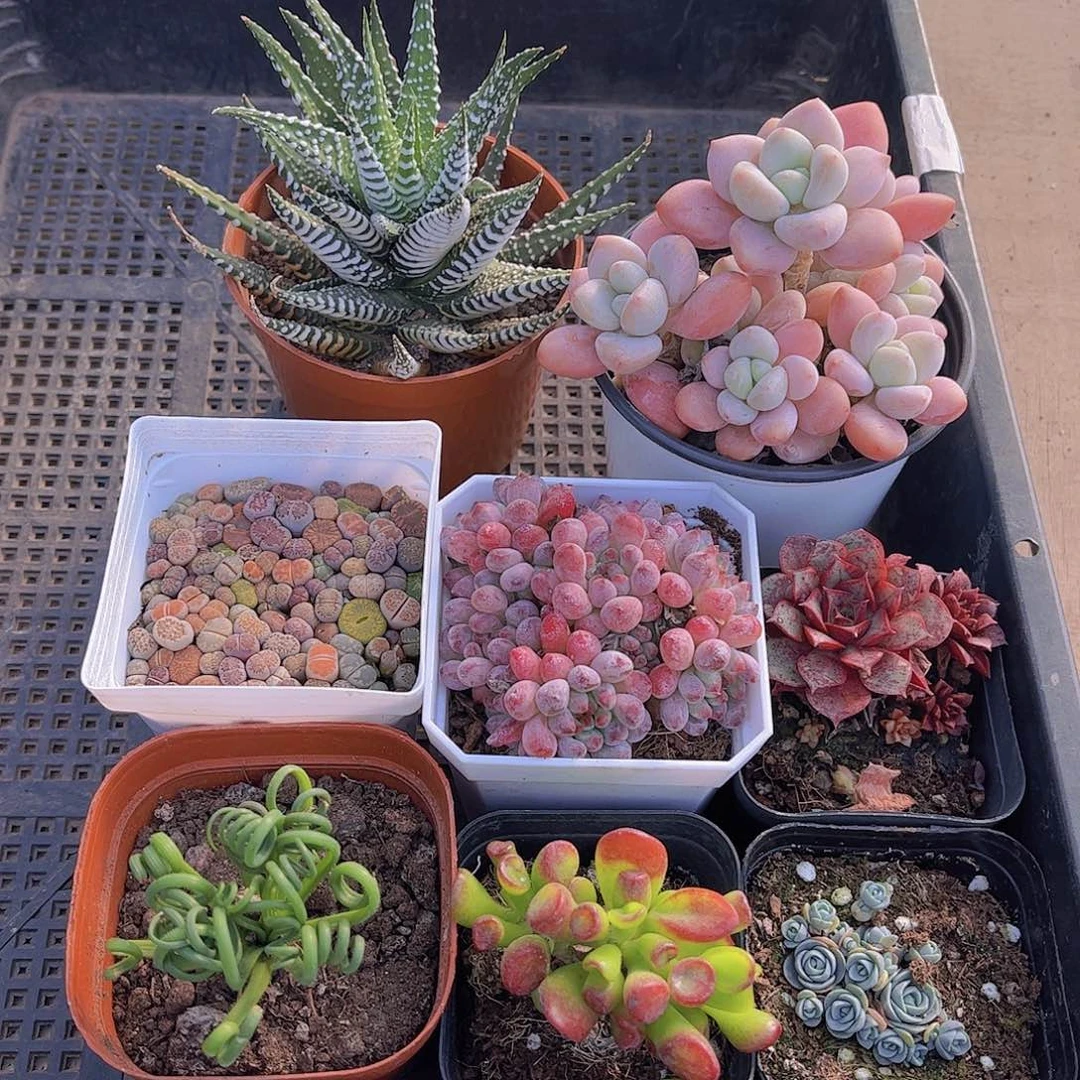 多肉300多肉植物