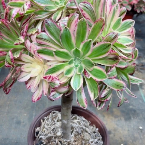 多肉植物微锦锦锦