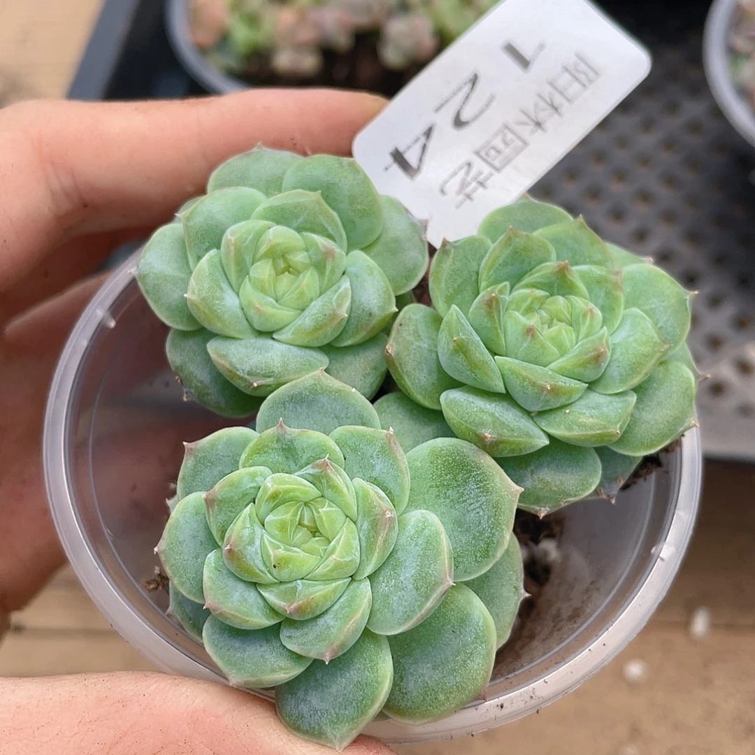 多肉植物多肉植物124