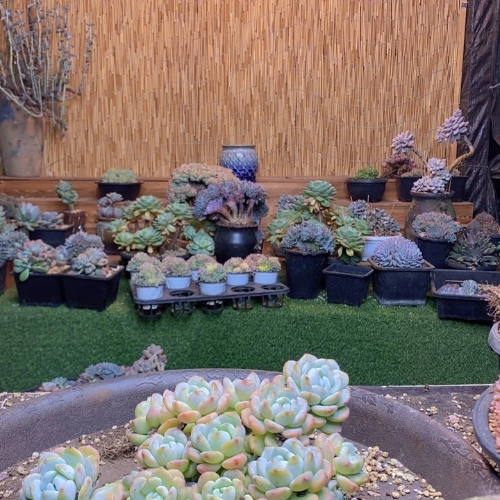 B***️216号冷香多肉植物