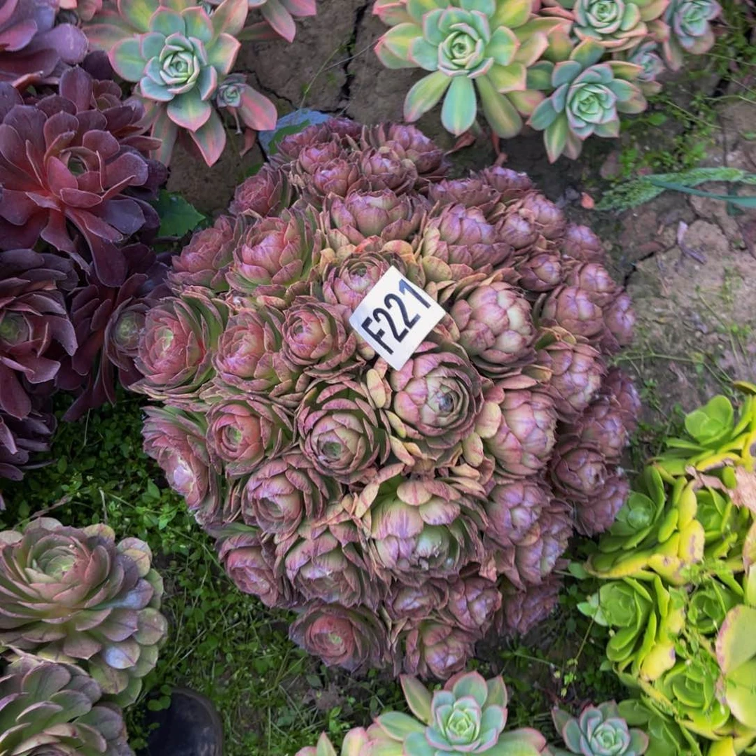 ✨**。万拉丝法师朵朵3-9