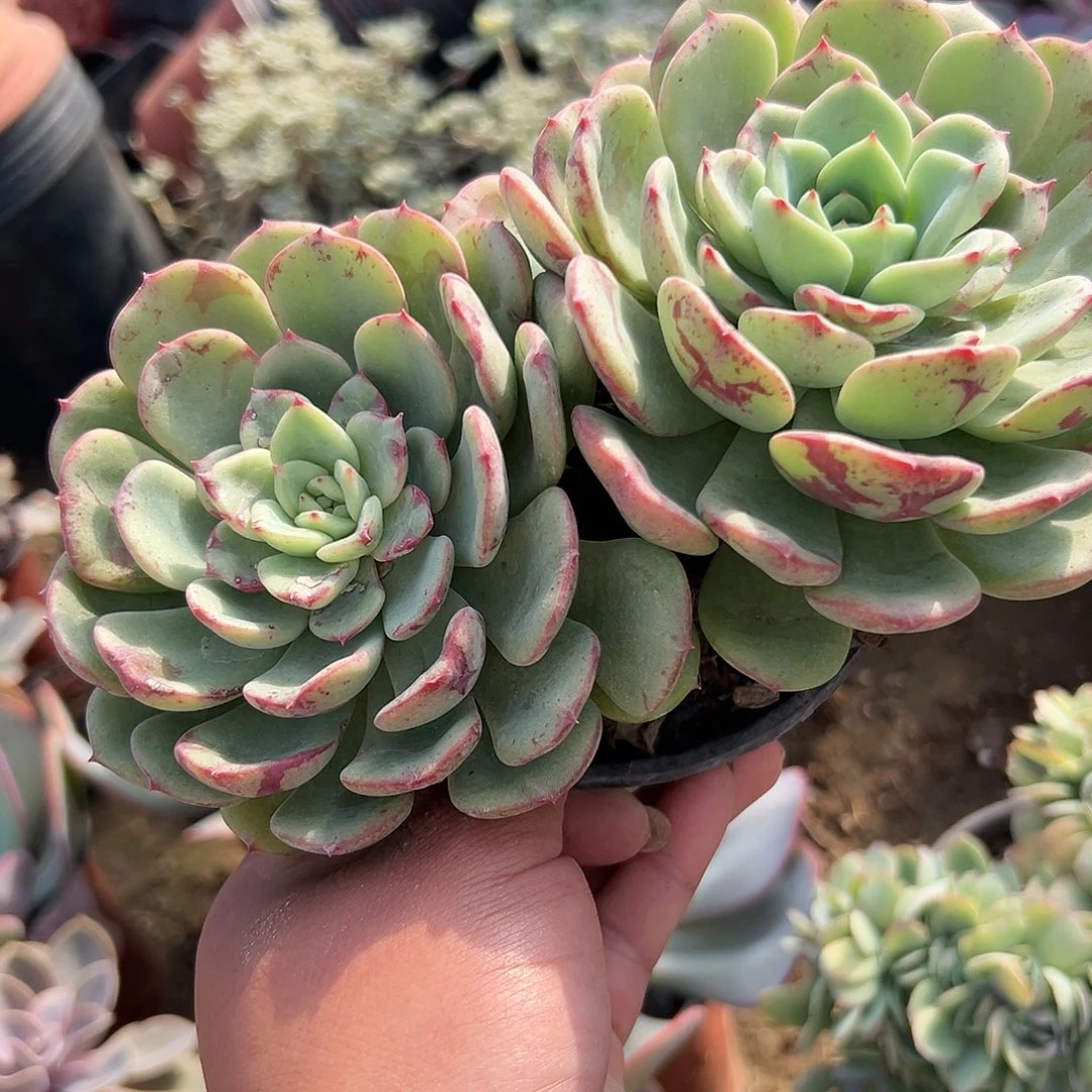 多肉植物桃花石群