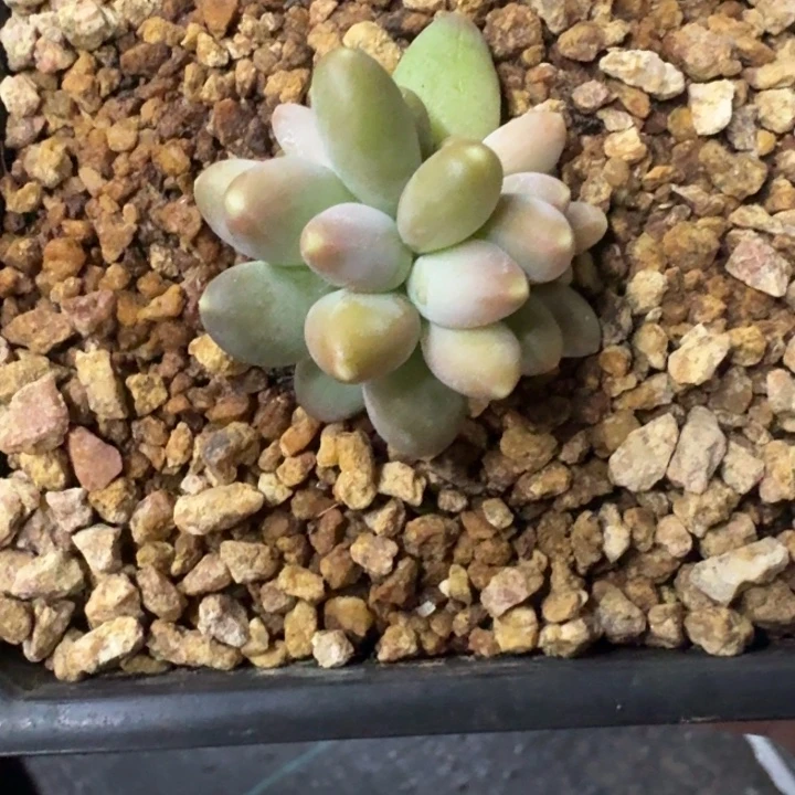 柠檬 4头 一物一拍