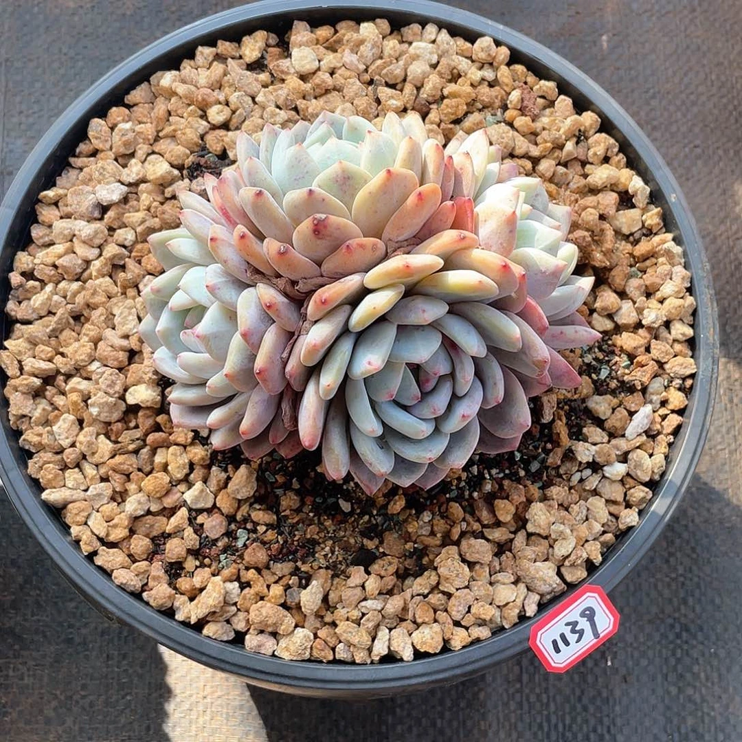 1139橙子 一物一拍多肉