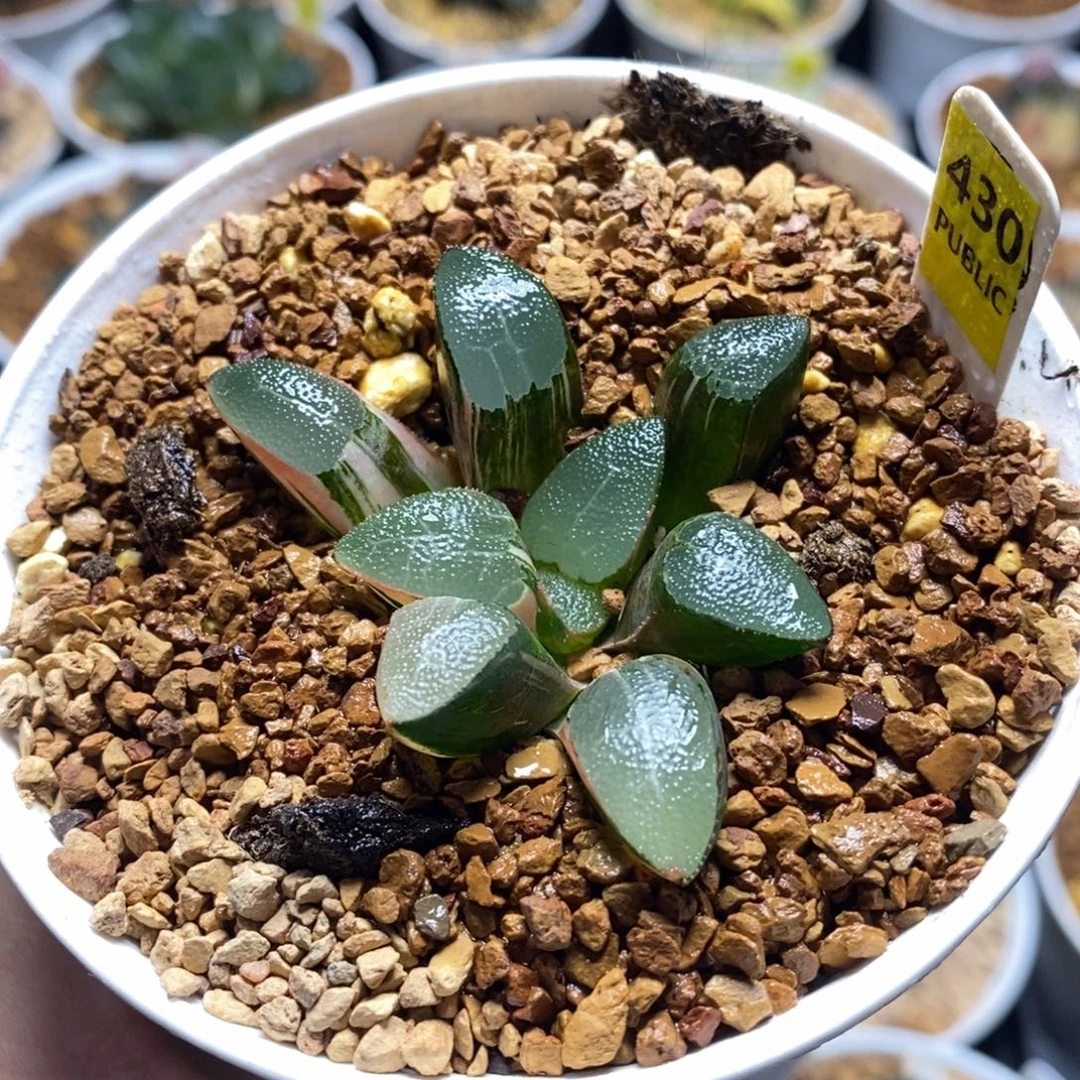 430网纹克十二卷多肉植物