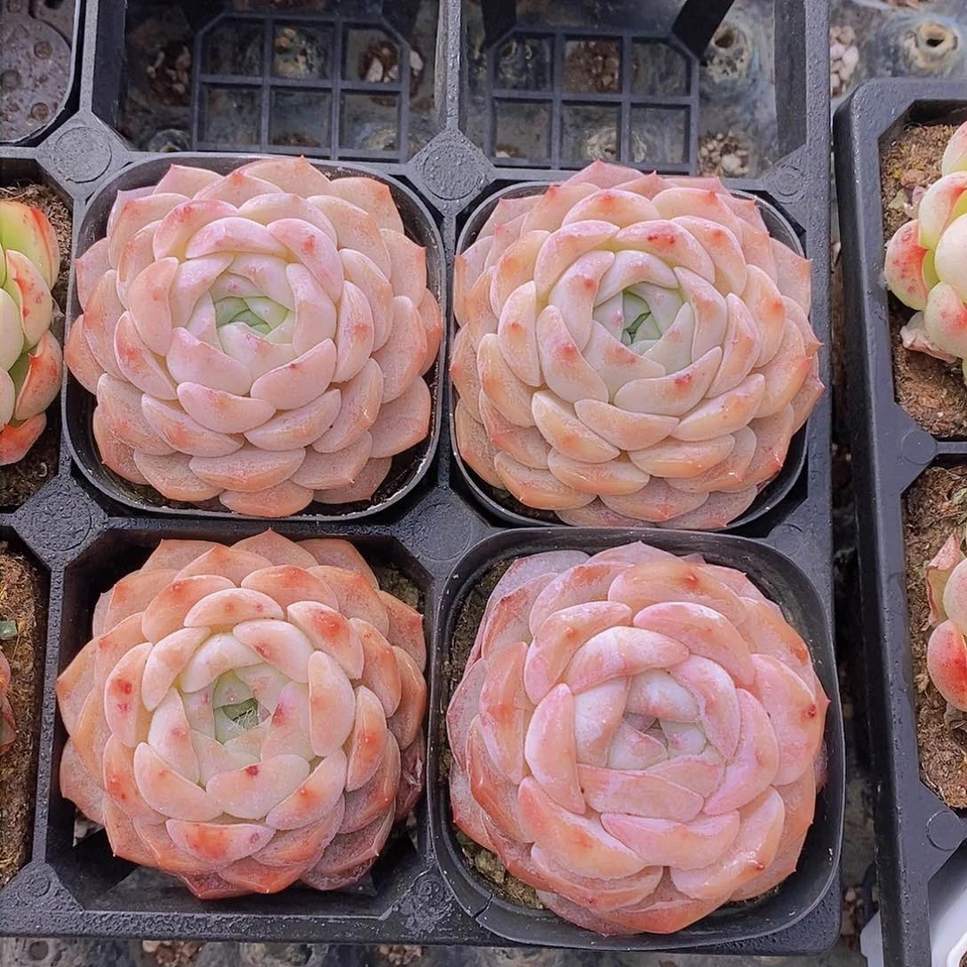 W-爱神单头一颗 量拍