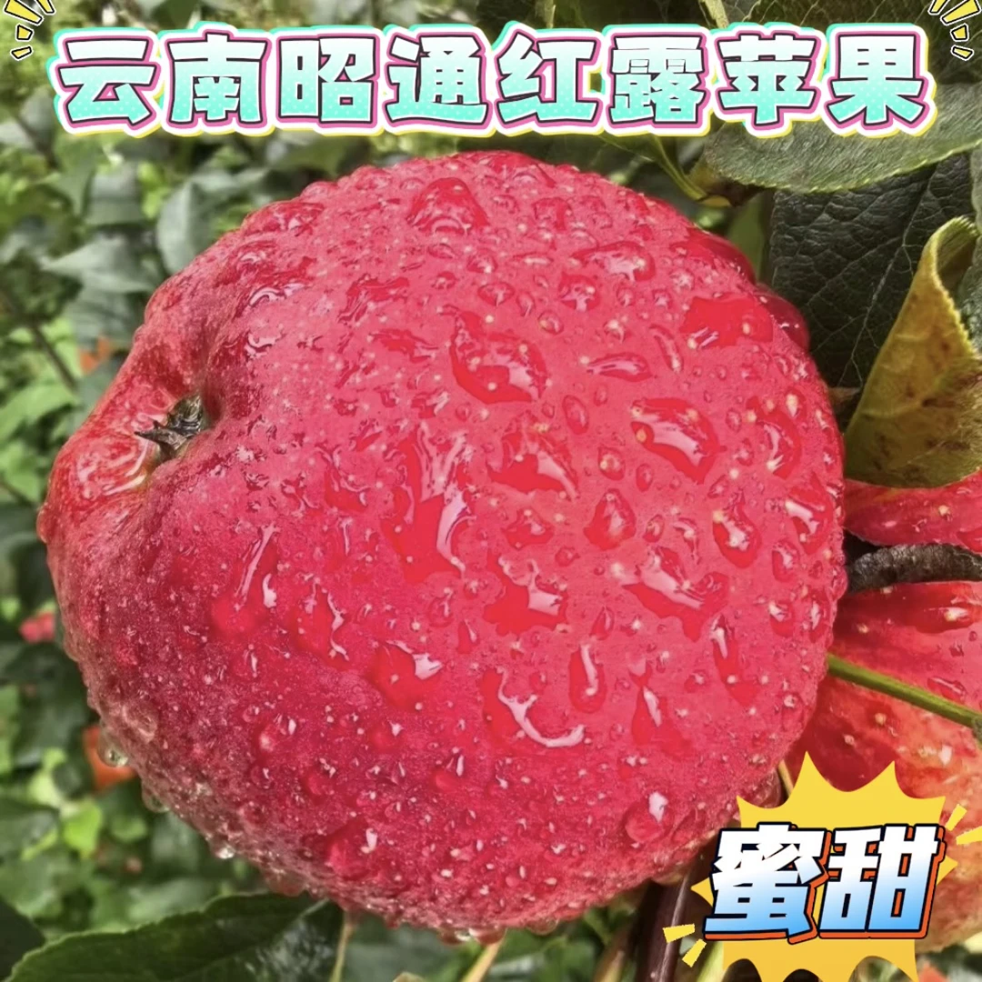 【爆甜】云南昭通冰糖心红露苹果 不脆不甜不新鲜不要钱