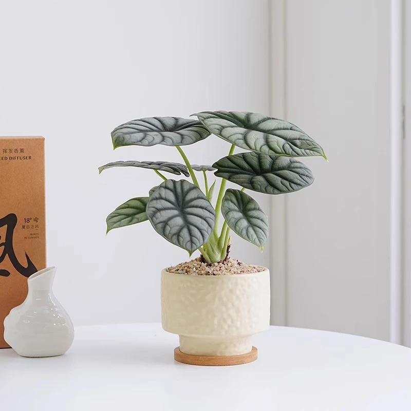 白犀牛海芋盆栽室内桌面绿植花卉盆景好养活净化空气四季常青植物