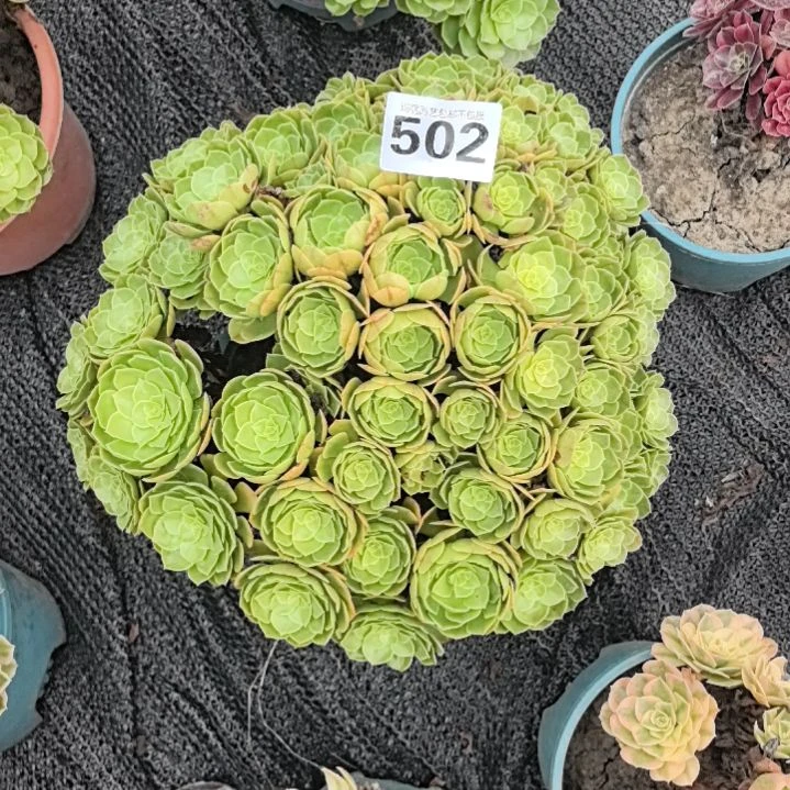 502万圣节花花3-20