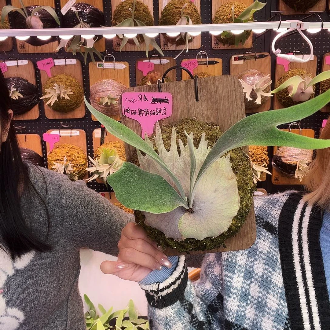 澳银侧芽 鹿角蕨。