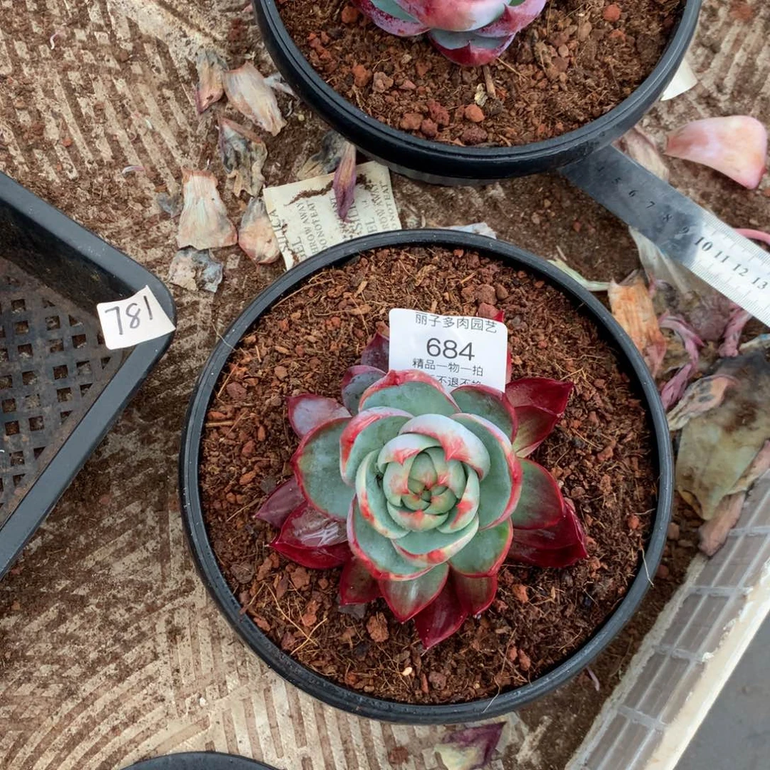 @****@684多肉植物惊鸿。11