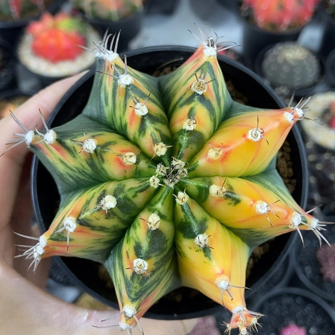 虎斑泰系精品米哈仙人球实生