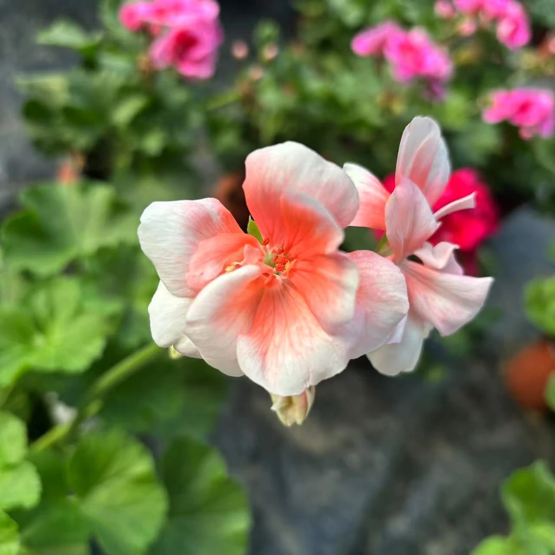 【妮妮】（小山宫）天竺葵！室内室外盆栽桌面花卉