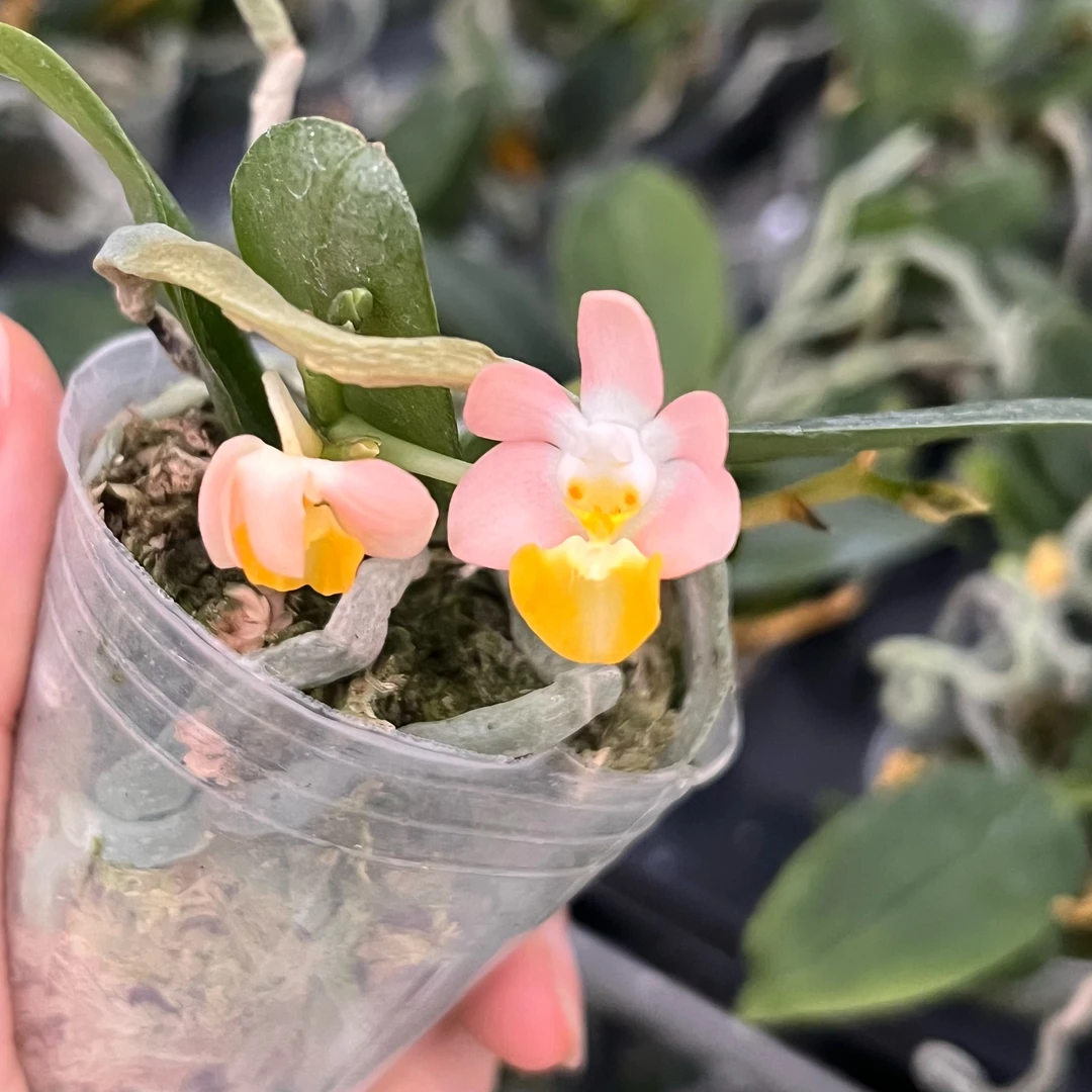 3寸矮杯硬壳杯 洛比兔（实生）-苗【叶瑕 剪过梗】【少根】趣味兰