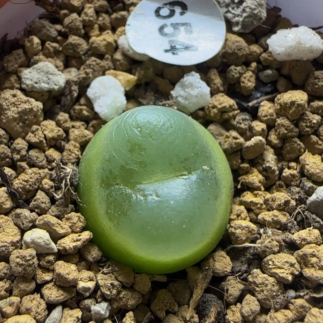 拉登1.5+多肉植物654