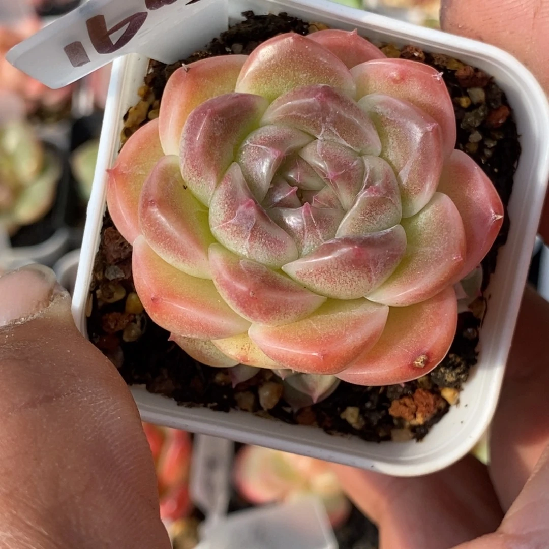 天官赐福百无禁忌