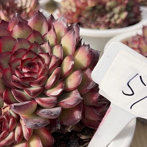 51肉碱带盆一个多肉