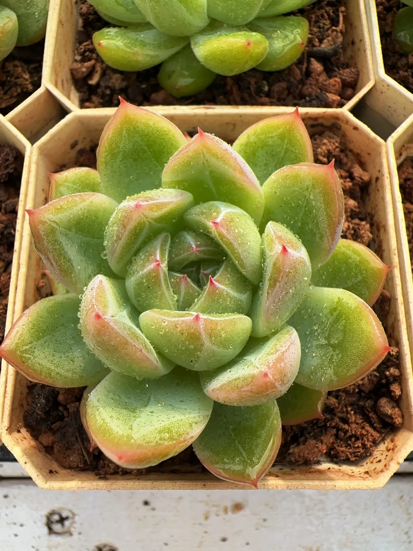 （70#小）雪花珍妮单头（4-5cm）脱土金先生精品多肉