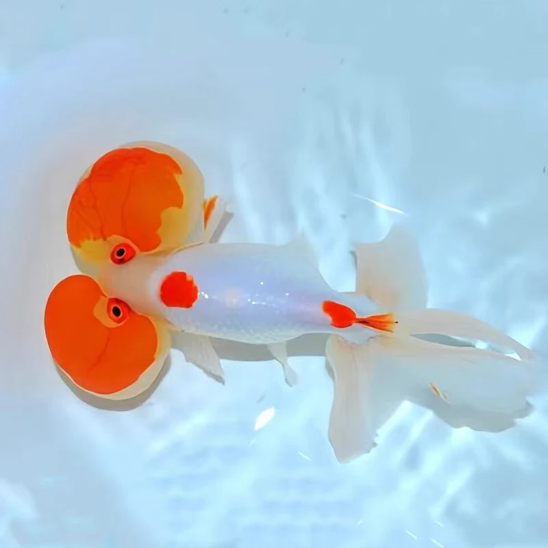 水泡金鱼5-6公分左右8+2条冷水淡水耐活观赏宠物鱼