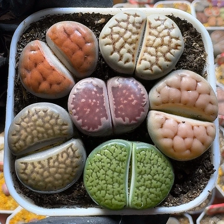 生石花11122222。  302