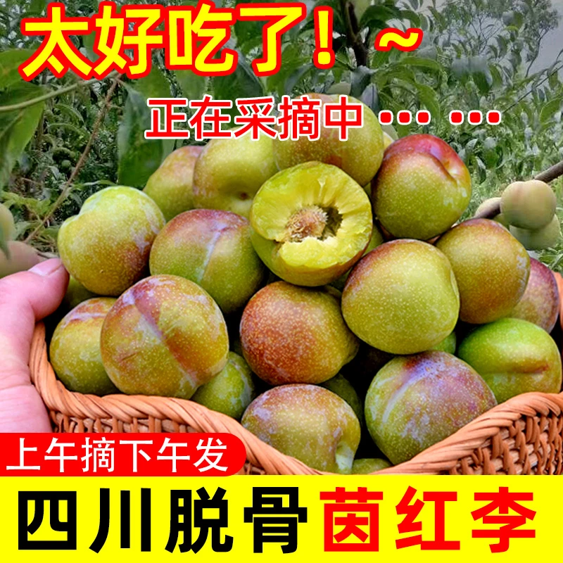 四川茵红李子高山茵红李脱骨李青红脆甜多汁当季新鲜现摘1/3/5斤