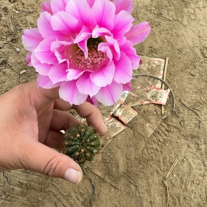 308彩草烟花歪无根侧牙4公分左右，20包邮