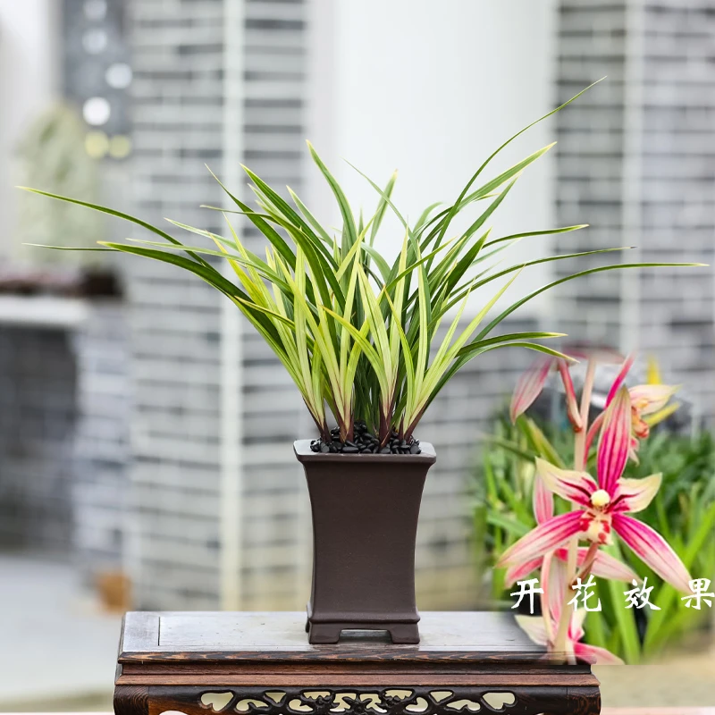 兰花四季建兰红香妃浓香型阳台庭院好养活夏秋季开花花卉绿植盆栽