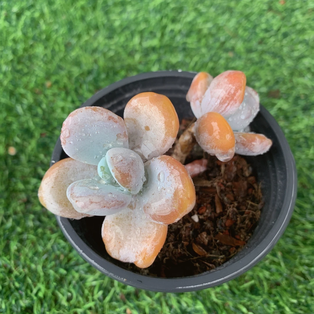雪美人老桩群5-7CM【花界草堂】精品多肉阳台盆栽新手易养一单包邮