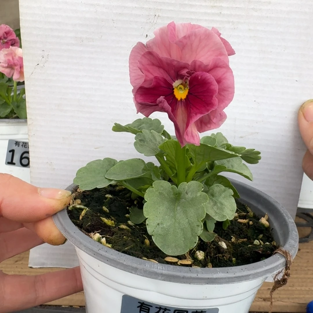 无花朵171号角堇