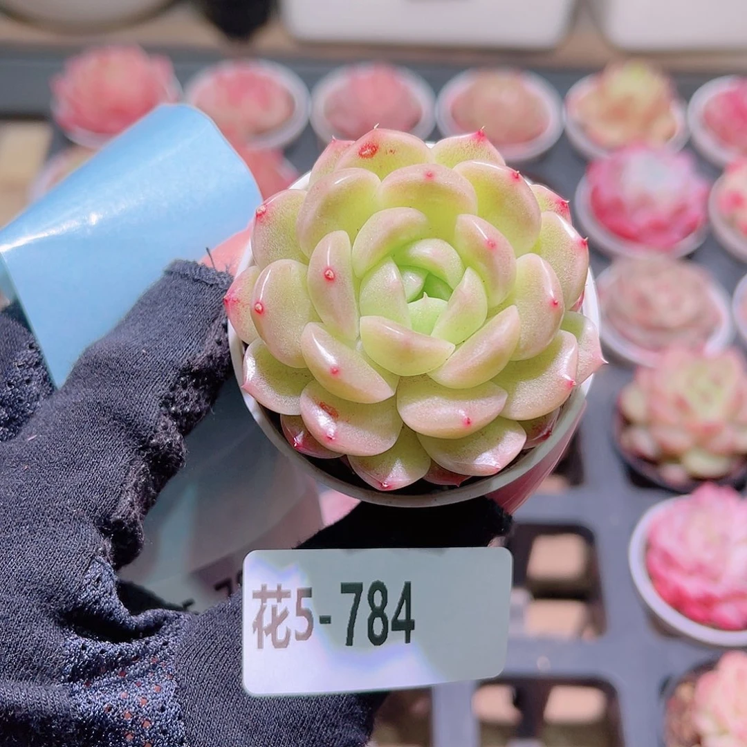 花利美5-784新品