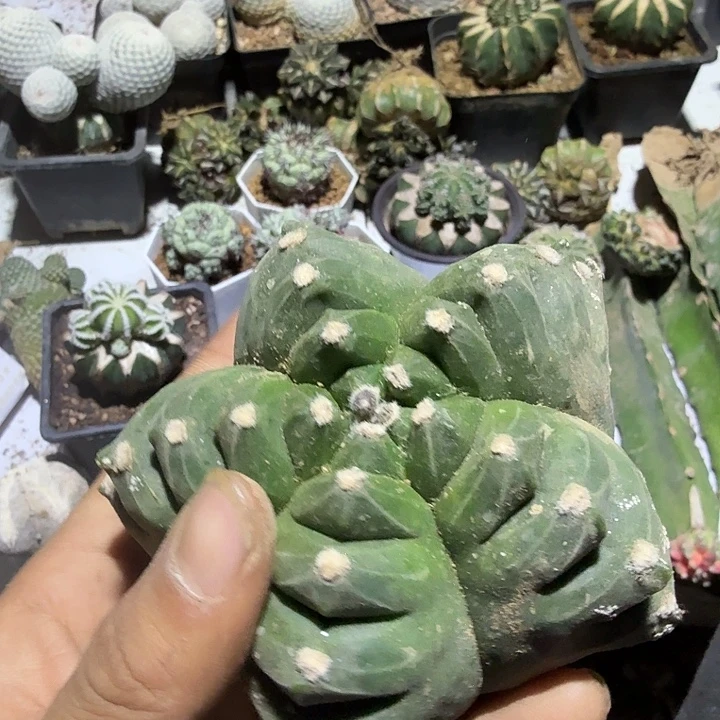 龟甲鸾凤玉仙人球开花