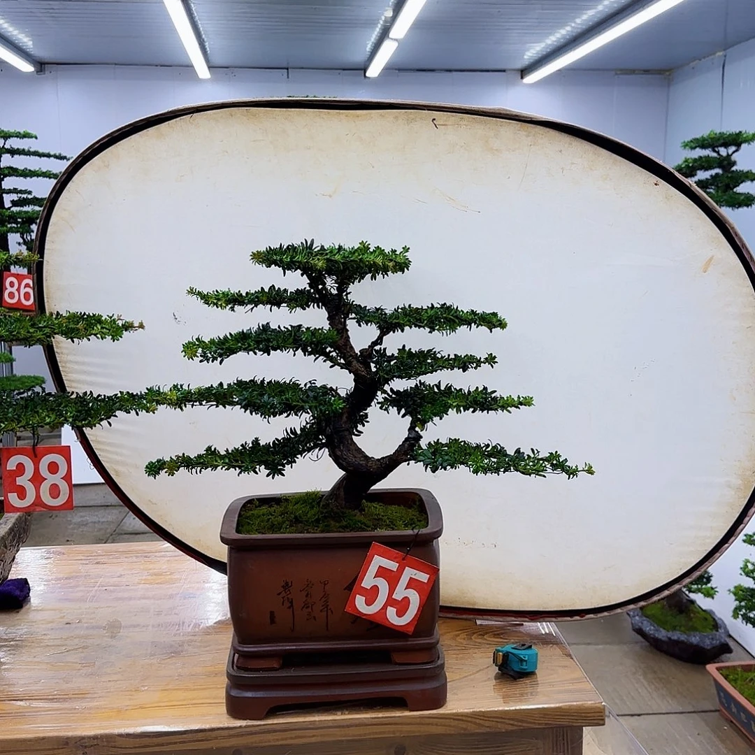 无花朵罗汉松盆景