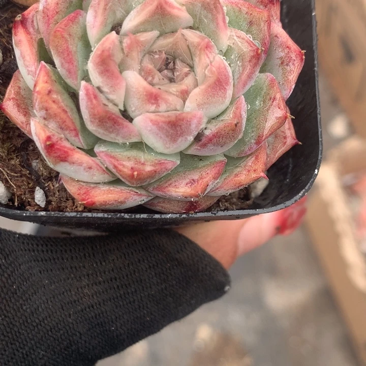 桃熏女王 （不满9.99发空盆冷地区不拍保温扣3.9多肉）