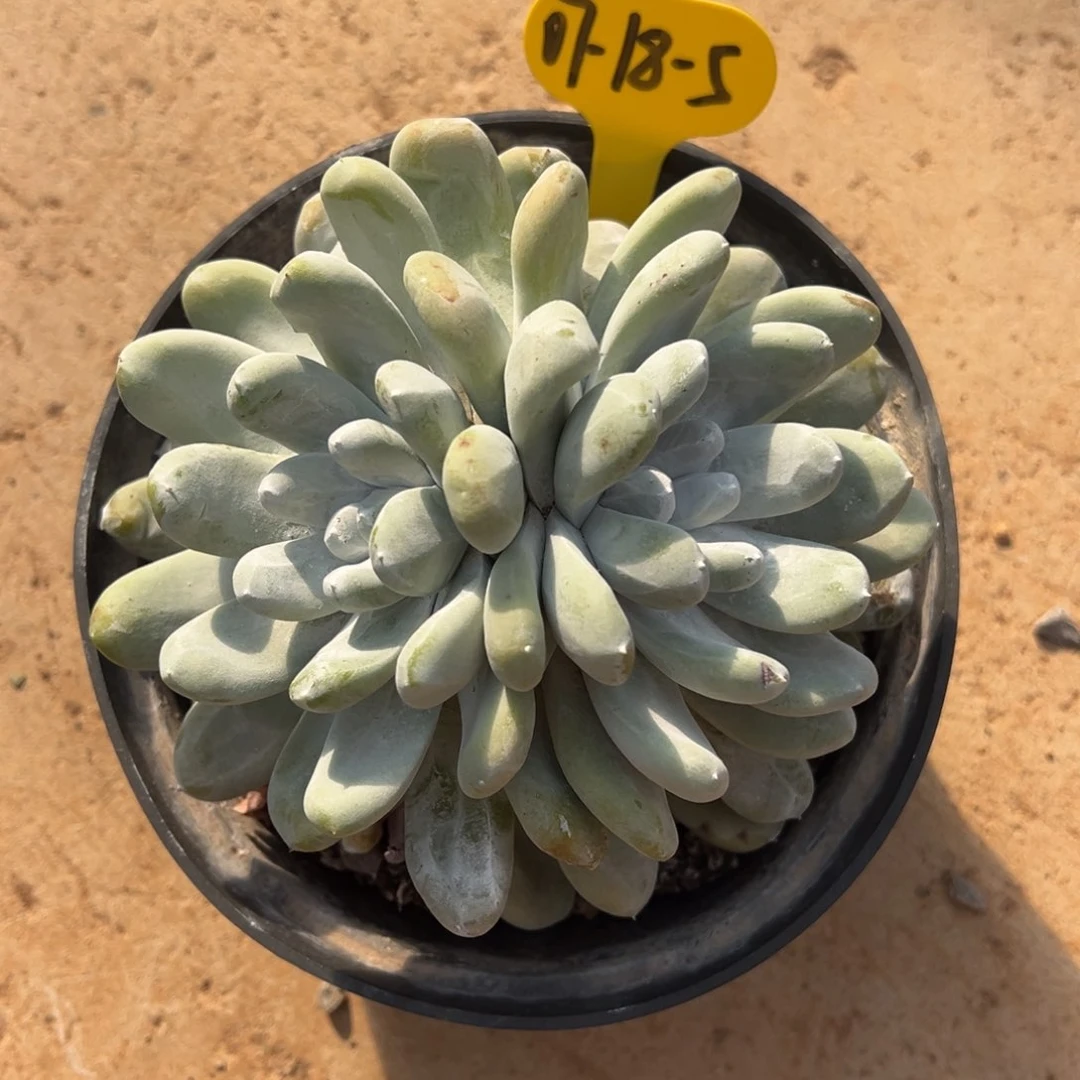 07-18-5大拇哥多肉植物