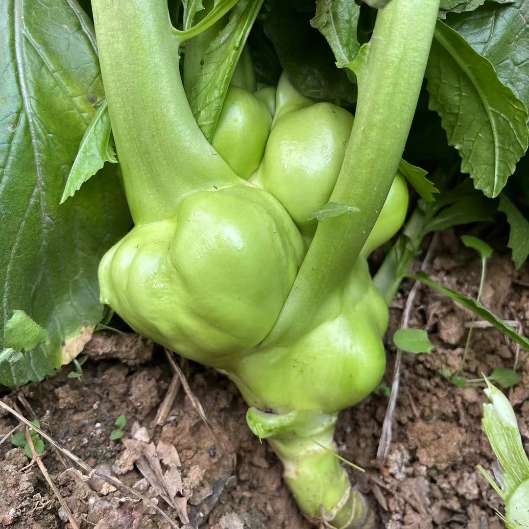 直播福利涪陵特产农家自种榨菜头