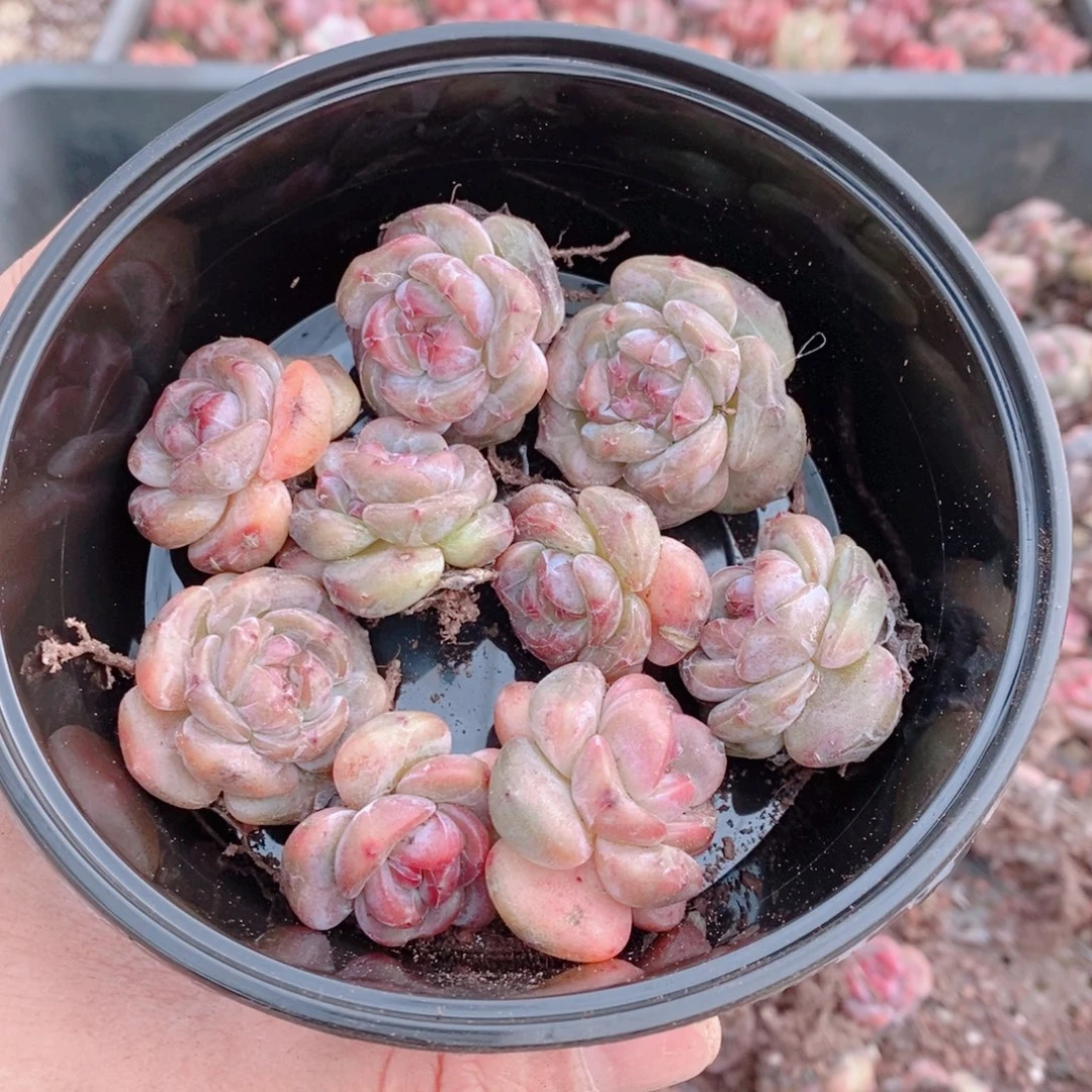 多肉植物精品切糕B378