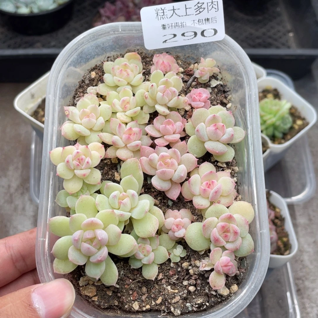 云糖心多肉植物290