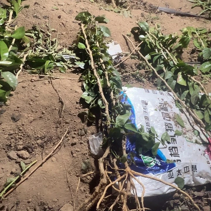 5棵70厘米高带根叶仙