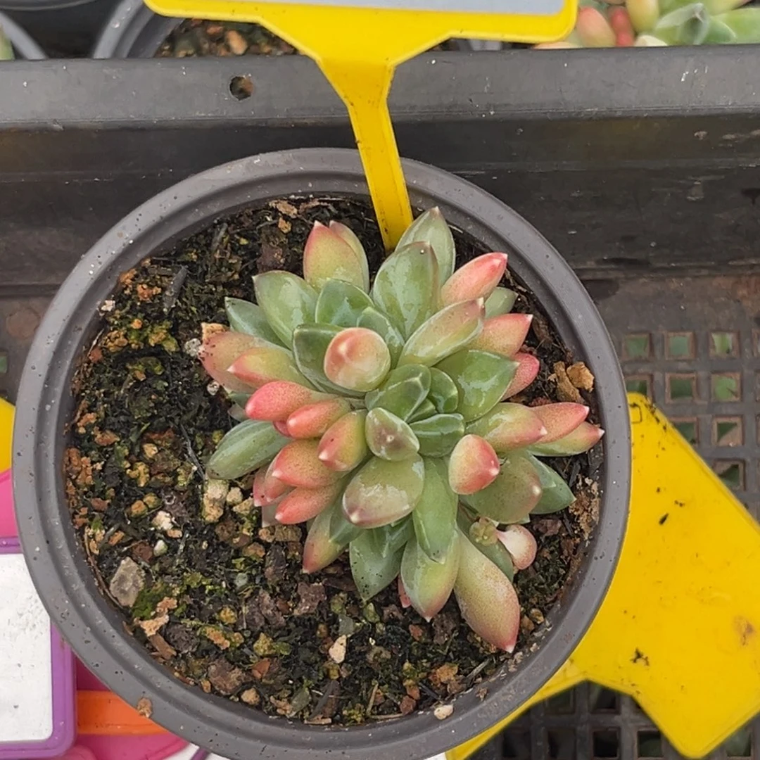 多肉植物莫吉托937