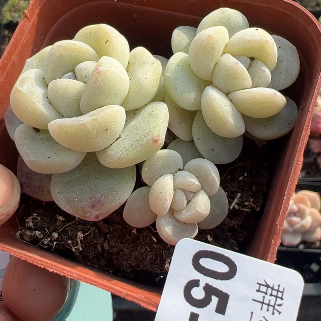 小卡拉米糖心一物一拍5-55