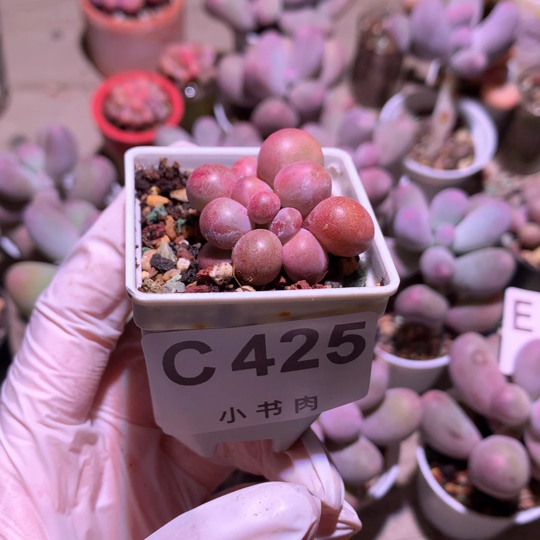 洛*425 糖果奶酪多肉糖球