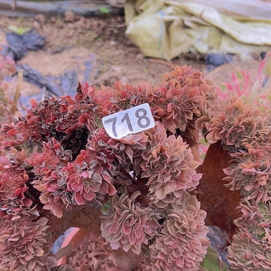 茗***子多肉植物一个玫瑰追