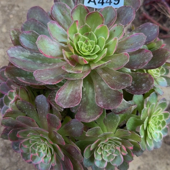 449莲花座阴阳花脸