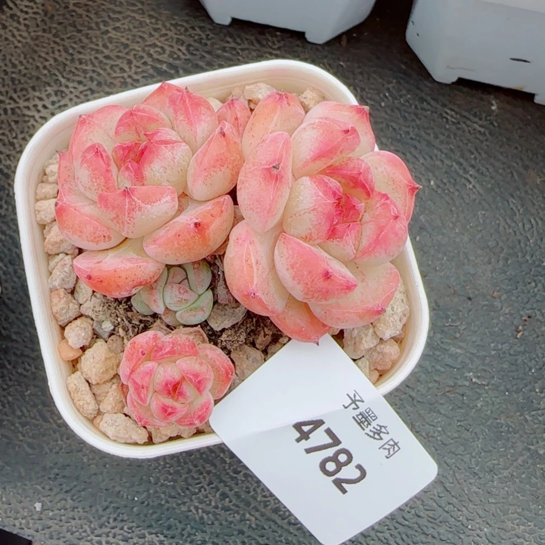 森林玫果，4782多肉植物