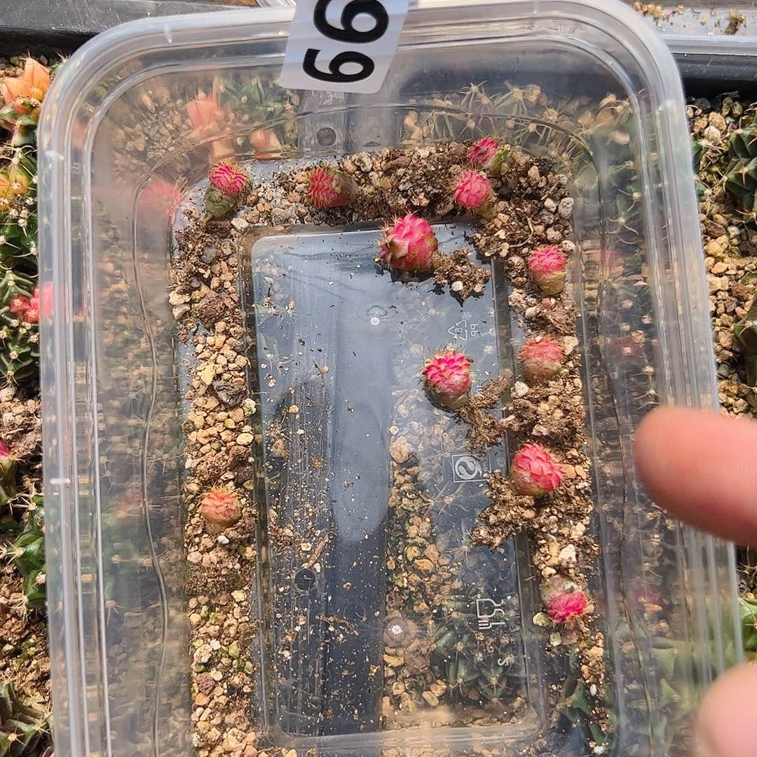 当前无花栽培后可以开花499